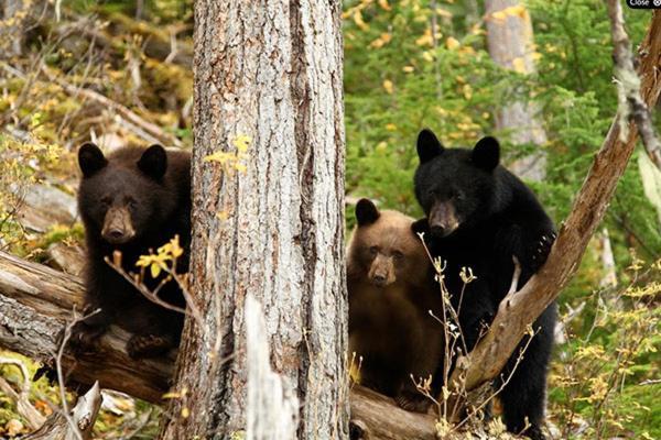 Wells Gray Guest Ranch Hotel Clearwater Buitenkant foto