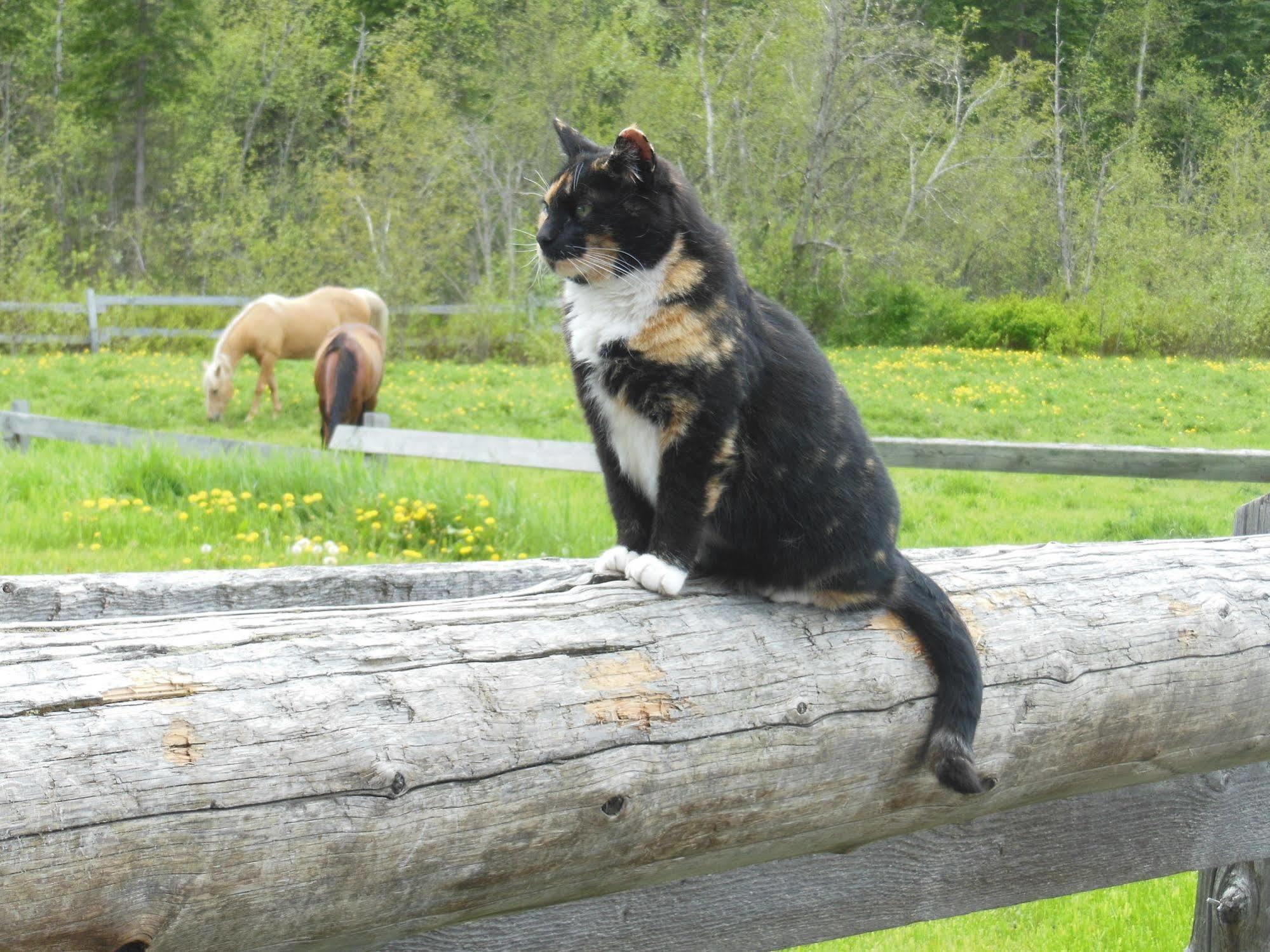 Wells Gray Guest Ranch Hotel Clearwater Buitenkant foto